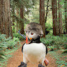 Puffin