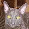 TigerCat